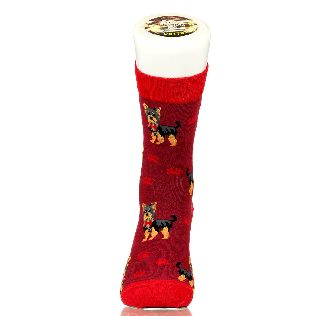 Yorkie | Plenty of Pups